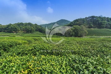 農(nóng)副產(chǎn)品圖片素材下載 助力零售百貨行業(yè)營銷升級